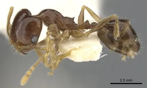 Pheidole creightoni - CASENT0901551