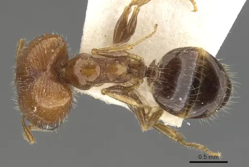 Pheidole creightoni - CASENT0901552