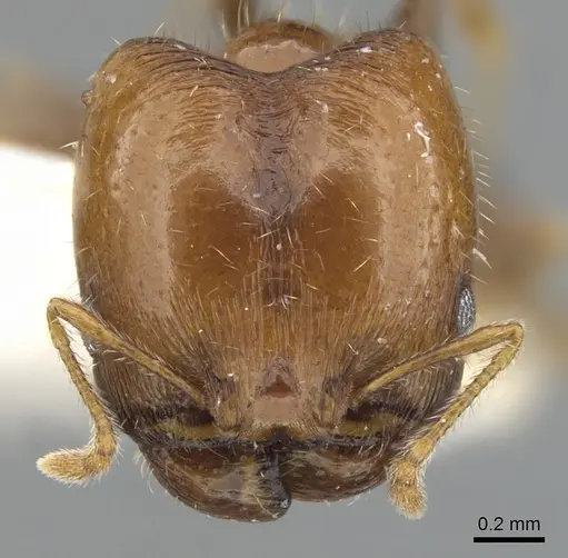 Pheidole creightoni - CASENT0901552