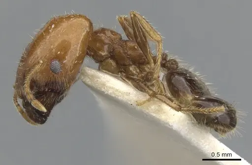 Pheidole creightoni - CASENT0901552