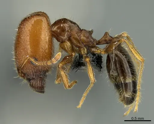 Pheidole creightoni - CASENT8368281