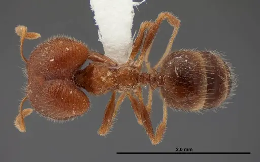 Pheidole creightoni - FMNHINS0000062682