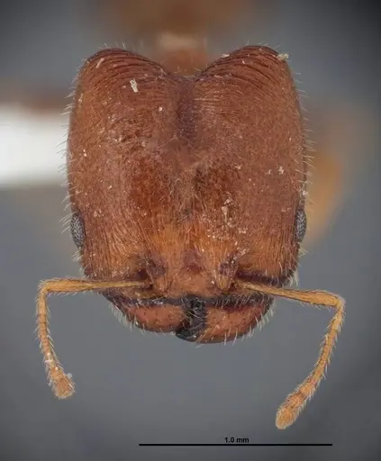 Pheidole creightoni - FMNHINS0000062682