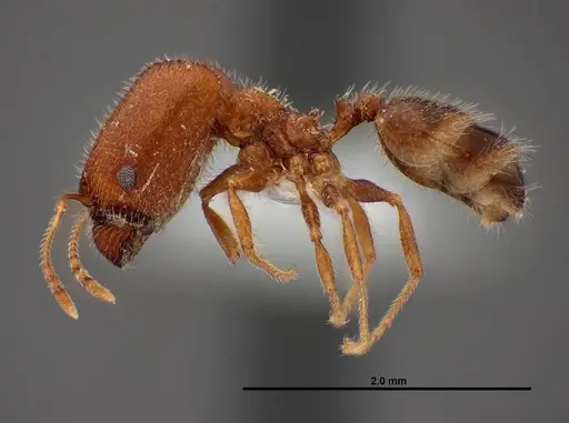 Pheidole creightoni - FMNHINS0000062682