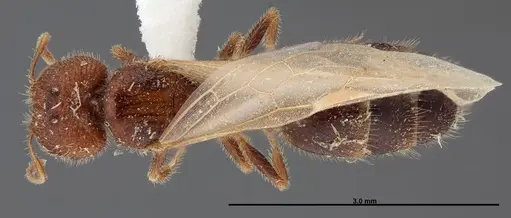 Pheidole creightoni - FMNHINS0000062684