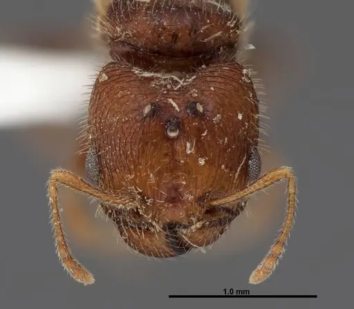 Pheidole creightoni - FMNHINS0000062684