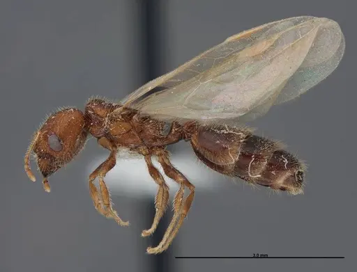 Pheidole creightoni - FMNHINS0000062684