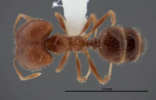 Pheidole creightoni - FMNHINS0000062827