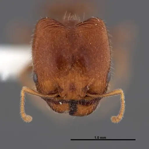 Pheidole creightoni - FMNHINS0000062827