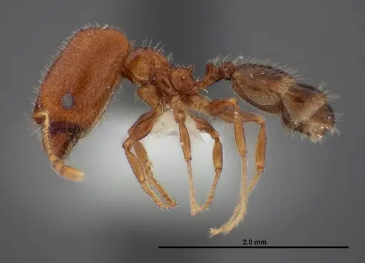 Pheidole creightoni - FMNHINS0000062827