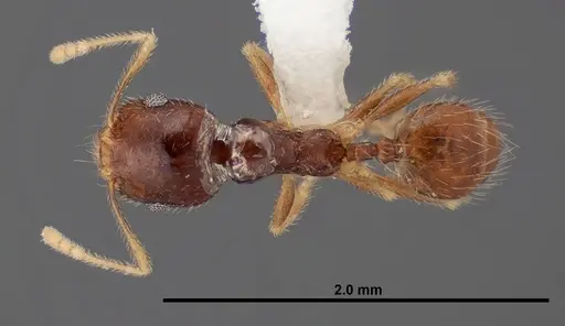 Pheidole creightoni - FMNHINS0000062834