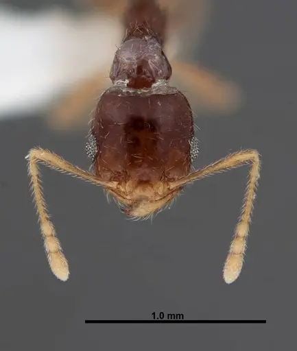 Pheidole creightoni - FMNHINS0000062834