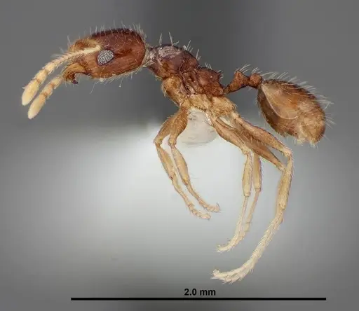 Pheidole creightoni - FMNHINS0000062834
