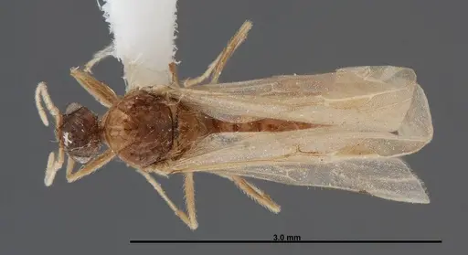 Pheidole creightoni - FMNHINS0000083004