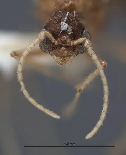 Pheidole creightoni - FMNHINS0000083004