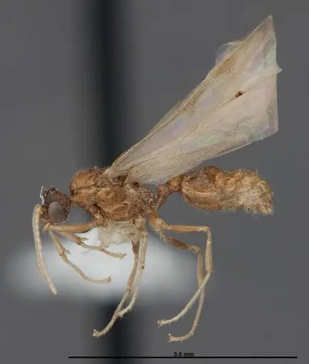 Pheidole creightoni - FMNHINS0000083004