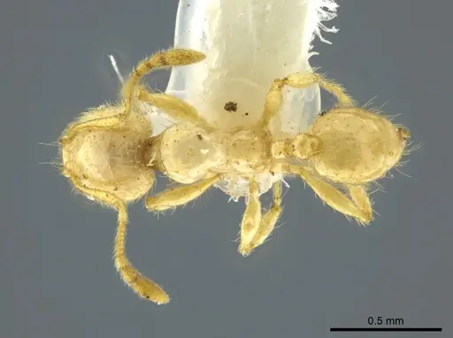 Pheidole crinita specimen