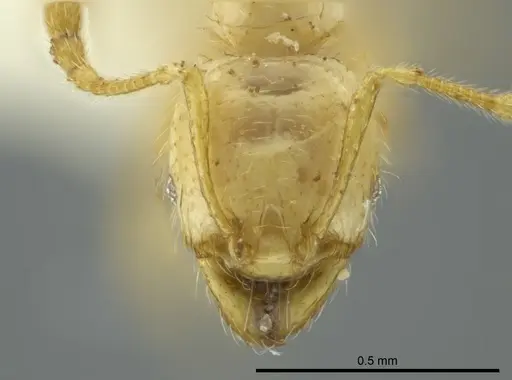 Pheidole crinita specimen