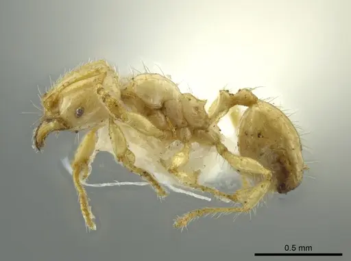 Pheidole crinita specimen