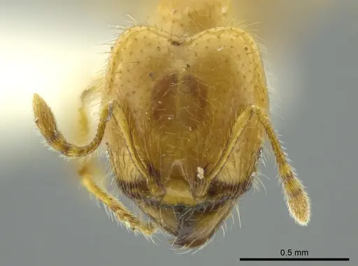 Pheidole crinita - JTLC000016352