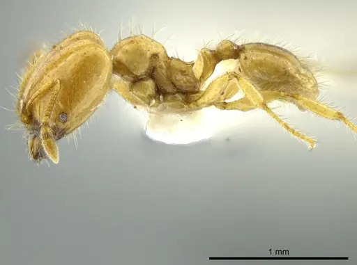 Pheidole crinita - JTLC000016352