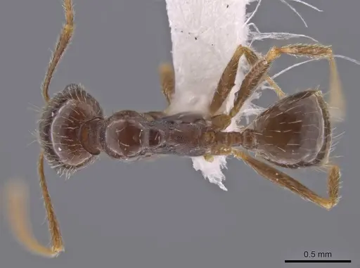 Pheidole crozieri specimen