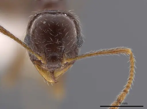 Pheidole crozieri specimen