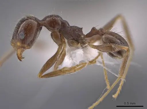 Pheidole crozieri specimen