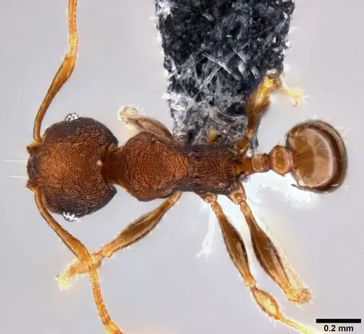 Pheidole cryptocera specimen