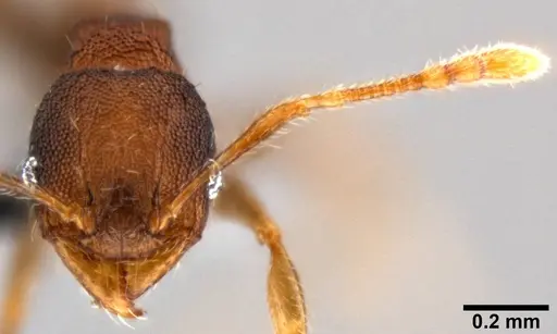 Pheidole cryptocera specimen