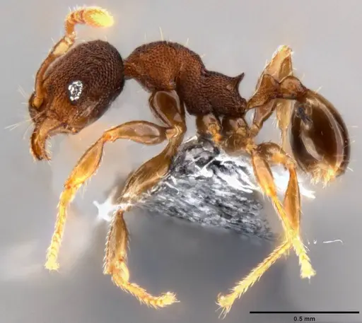 Pheidole cryptocera specimen