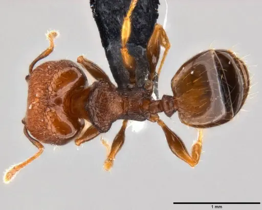 Pheidole cryptocera - CASENT0199119