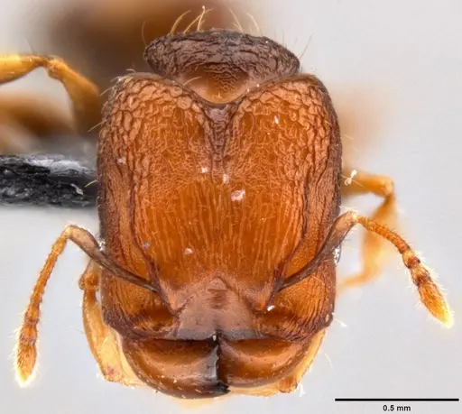 Pheidole cryptocera - CASENT0199119