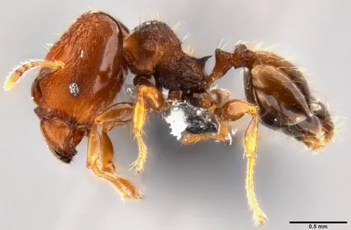 Pheidole cryptocera - CASENT0199119