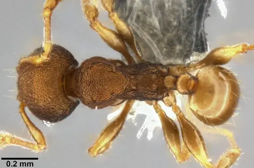 Pheidole cryptocera - CASENT0219509