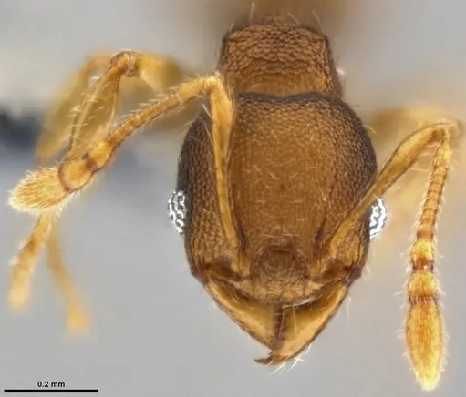 Pheidole cryptocera - CASENT0219509