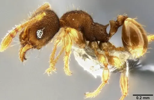 Pheidole cryptocera - CASENT0219509
