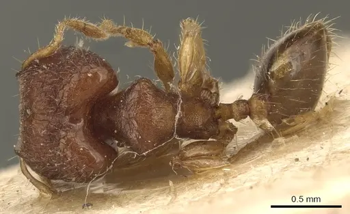 Pheidole cryptocera - CASENT0904286