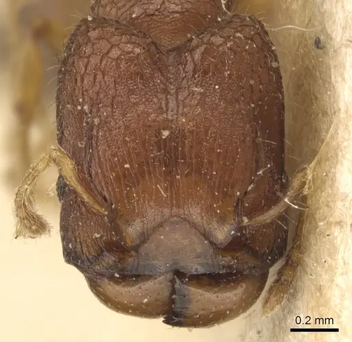 Pheidole cryptocera - CASENT0904286