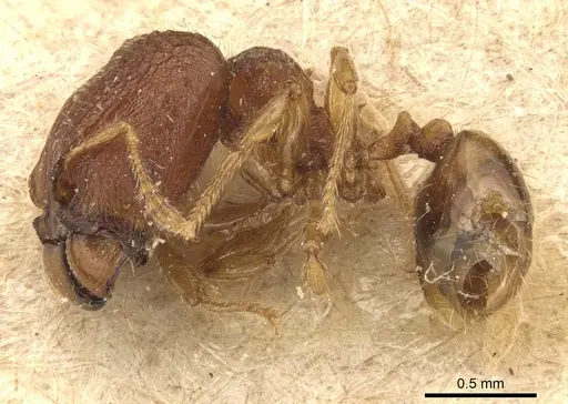 Pheidole cryptocera - CASENT0904286