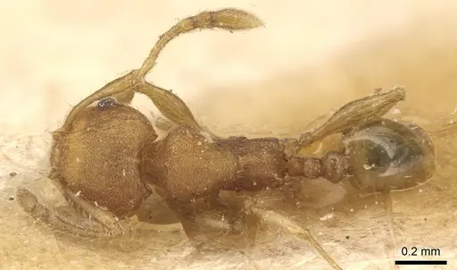 Pheidole cryptocera - CASENT0904287