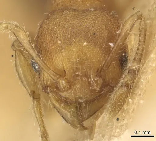 Pheidole cryptocera - CASENT0904287