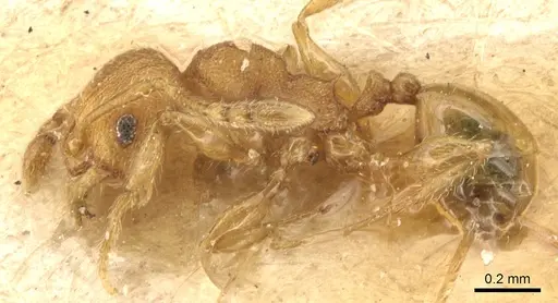 Pheidole cryptocera - CASENT0904287