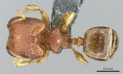 Pheidole cryptocera - CASENT0906635