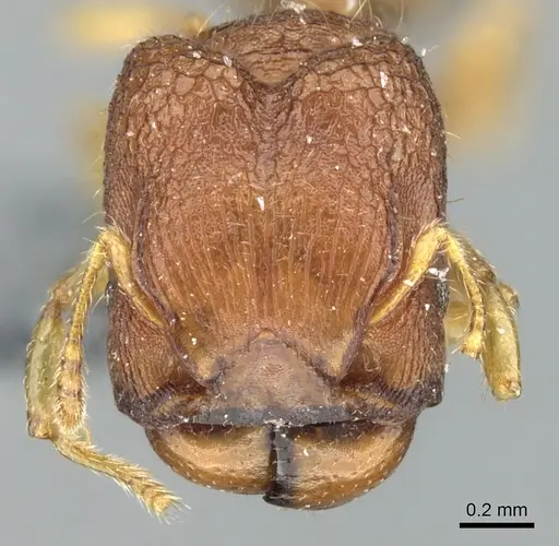 Pheidole cryptocera - CASENT0906635