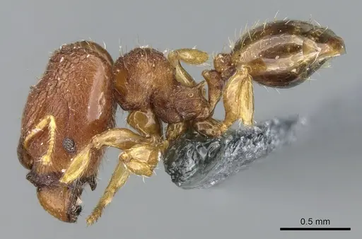 Pheidole cryptocera - CASENT0906635