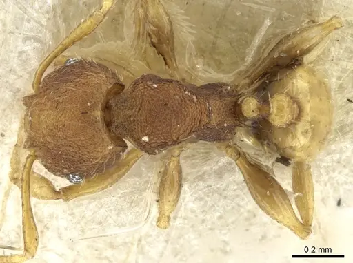 Pheidole cryptocera - CASENT0906636