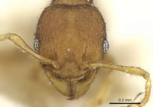 Pheidole cryptocera - CASENT0906636