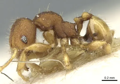 Pheidole cryptocera - CASENT0906636