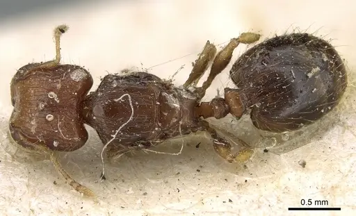 Pheidole cryptocera - CASENT0906643